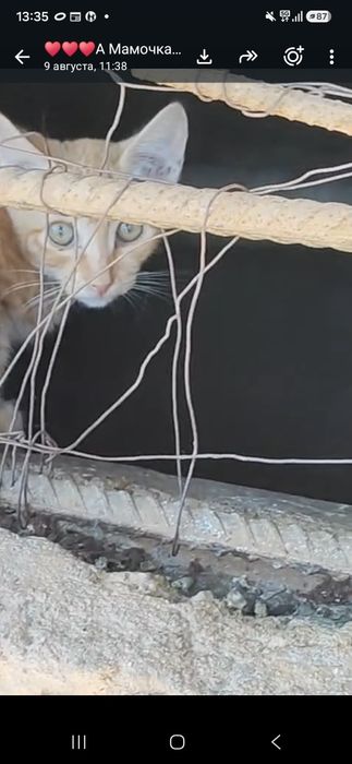 Котята из подвала!