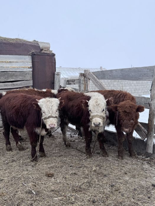 16 бас бұқа сатылады