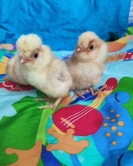 Китайская Шелковая