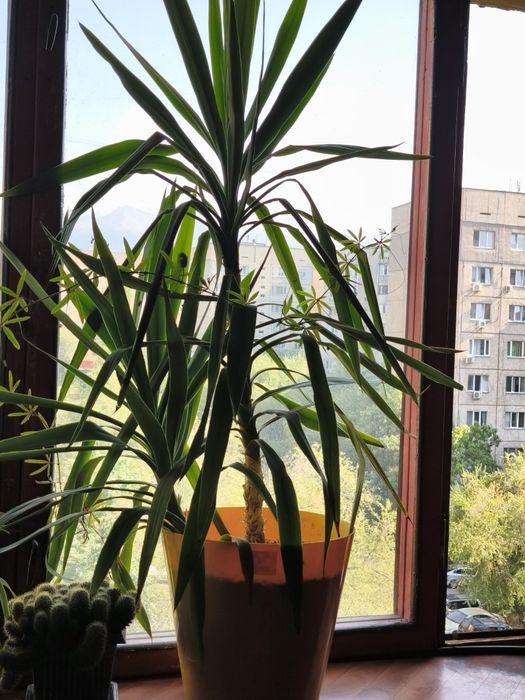 Юкку продам, пальма