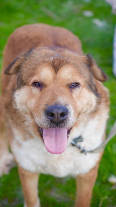 Хлоя. Ищет семью . В добрые руки