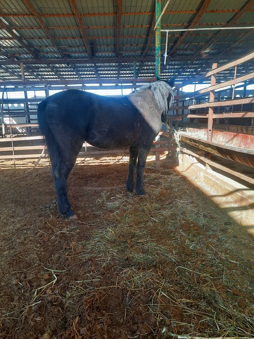 Кора от 20млн сум