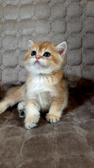 девочка золотая шиншилла bri ny11