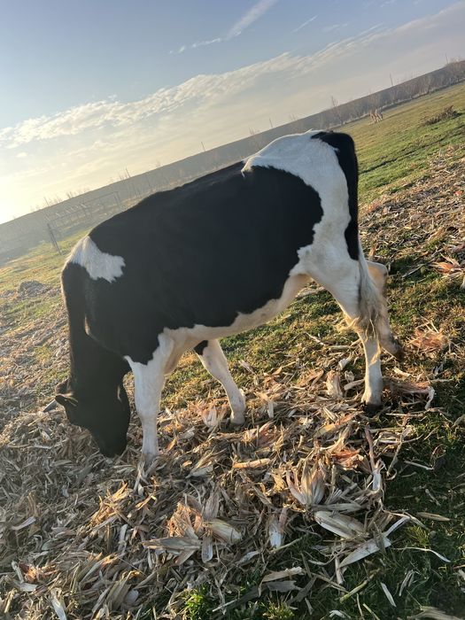 De vânzare juninca holstain gestantă