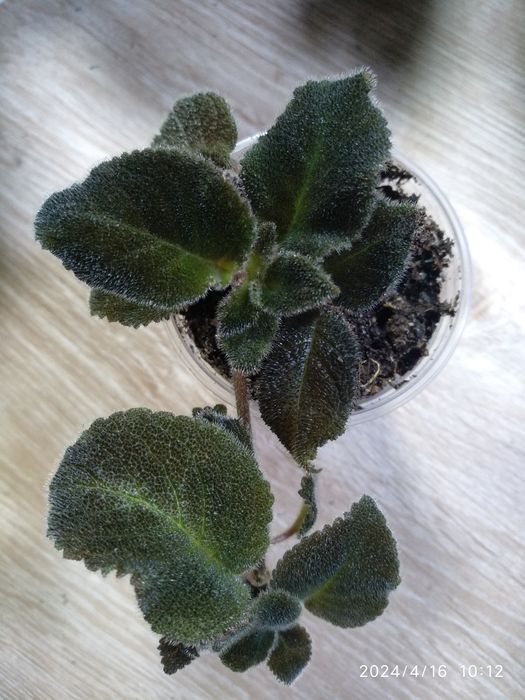 Эписция,распродажа,7 сортов