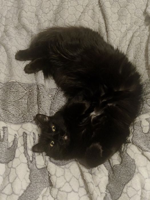 Сибирская кошка ищет дом