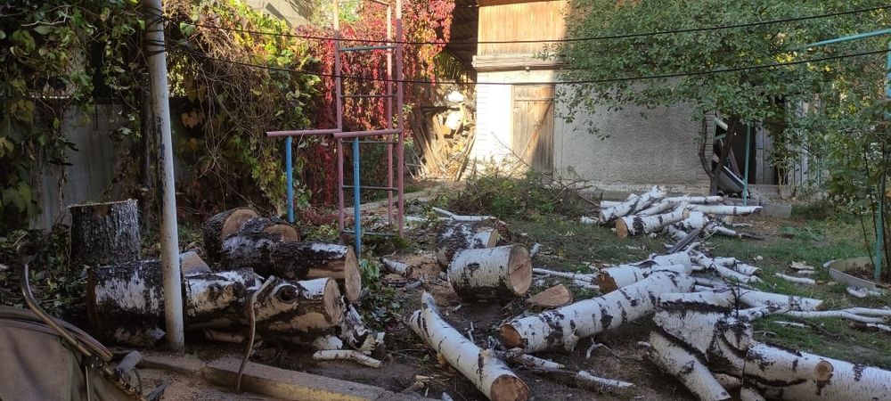 Дрова березы пеньки