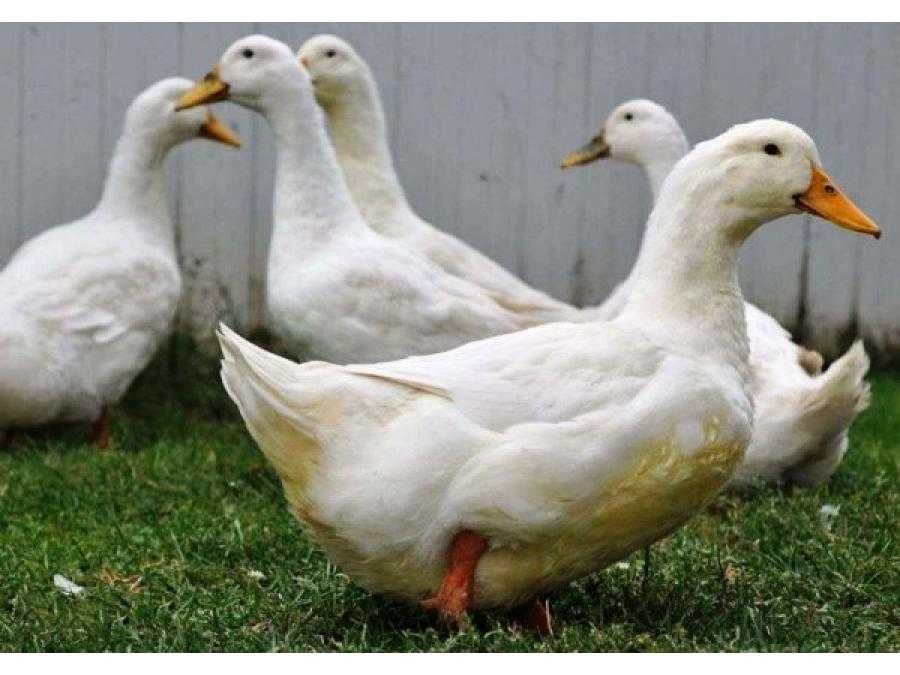 Утки домашние живые