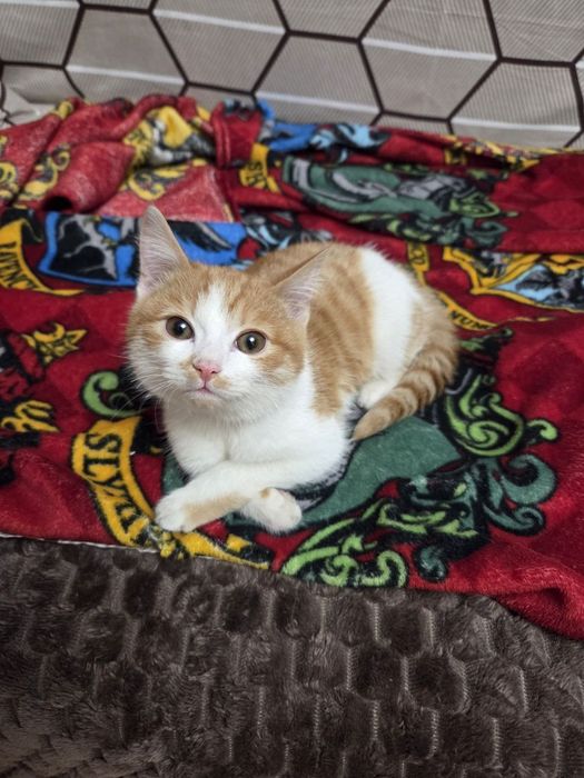 отдаю кота в добрые руки