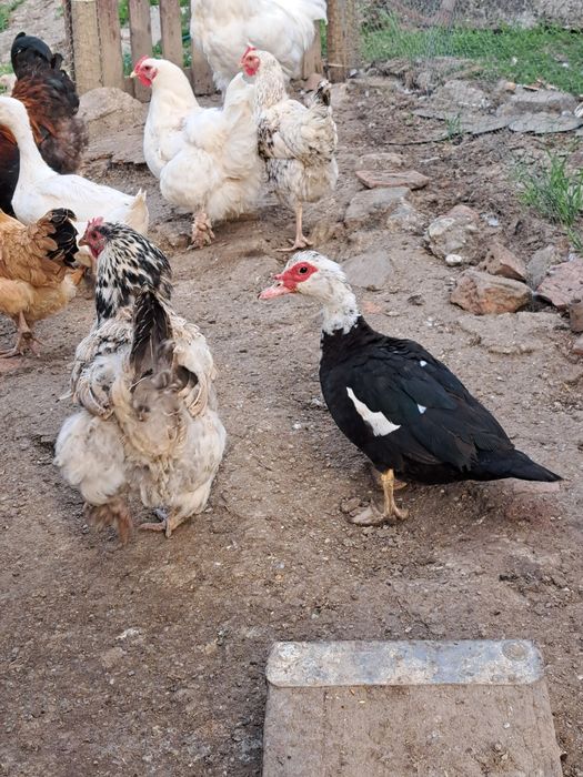 Vând 3 rațe leșești și 2 rațe albe