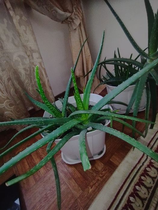 Продам алоэ Вера