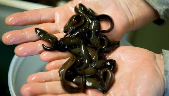 новые поступление пиявки бакинский