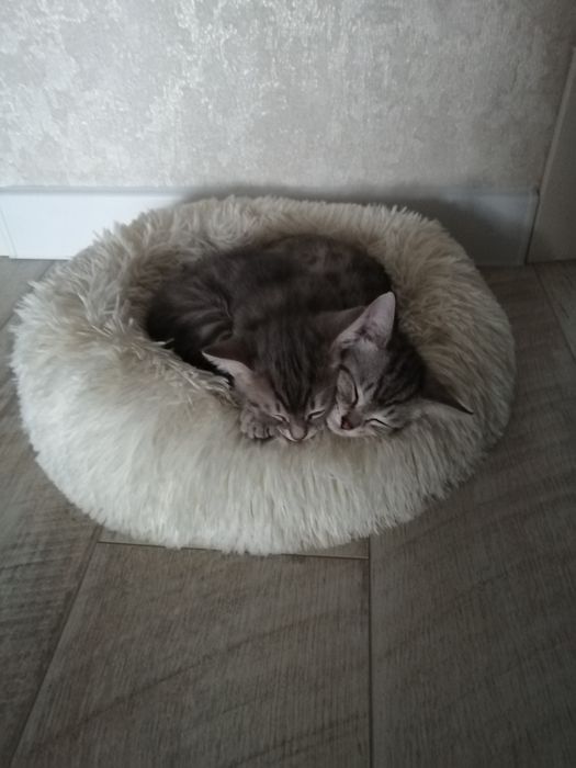 Отдам котят в добрые руки 2мес