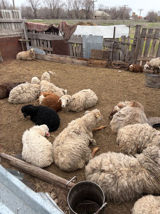 Продаются бараны