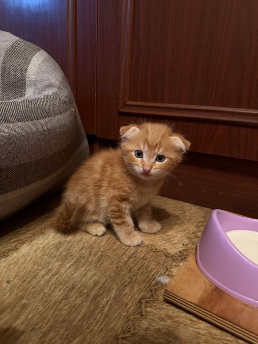 Котята шотландские
