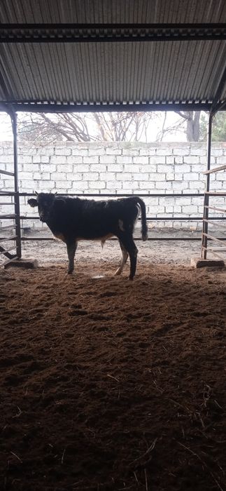 Buqqacha sotiladi adres chorbakr