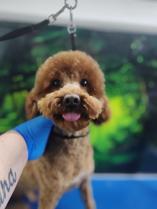 Tuns caini si pisici