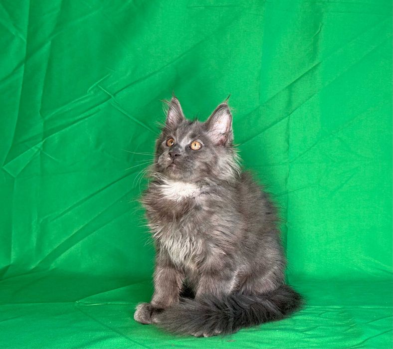 Продаются чистопородные котята мейнкун.