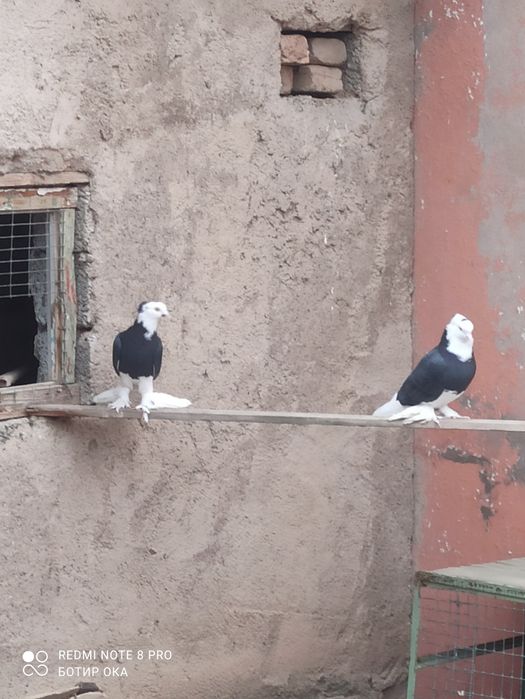 Хакала сотилади пара