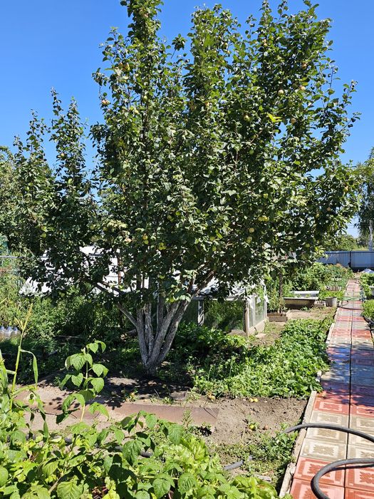 Продам ДАЧУ (Федоровка)