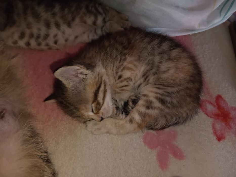 Продам малышей в добрые руки