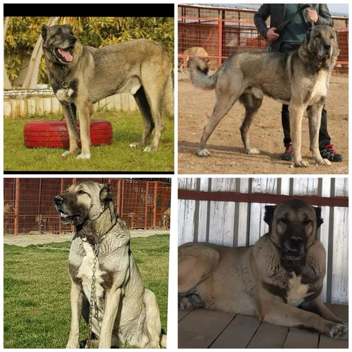 Щенки Кангала Турецкого