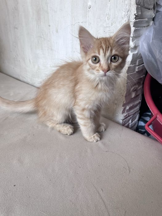 Отдам красивых котят