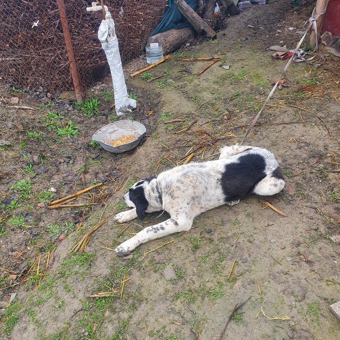 Ит сотилади  парода