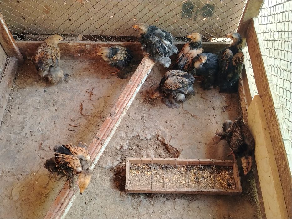 BRAMA Jojalari Sotuvda 2 Oylik