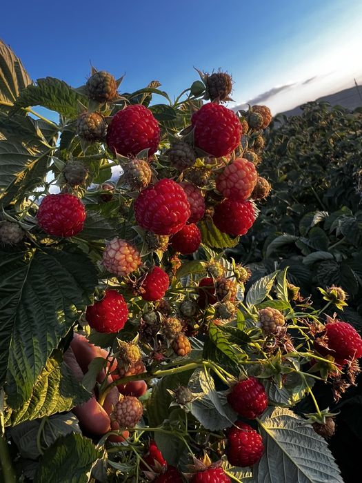 Продам саженцы малины