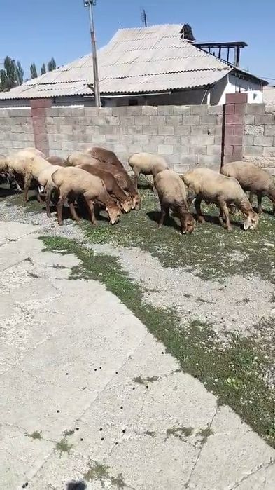 Аршан 8 айлық қошқарлар