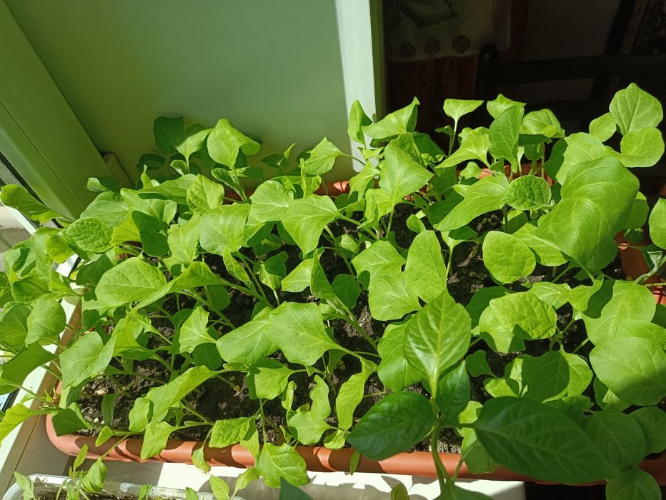 Продам рассаду баклажан