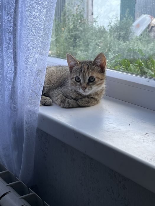 Котенок. Срочно. Отбили у собак.