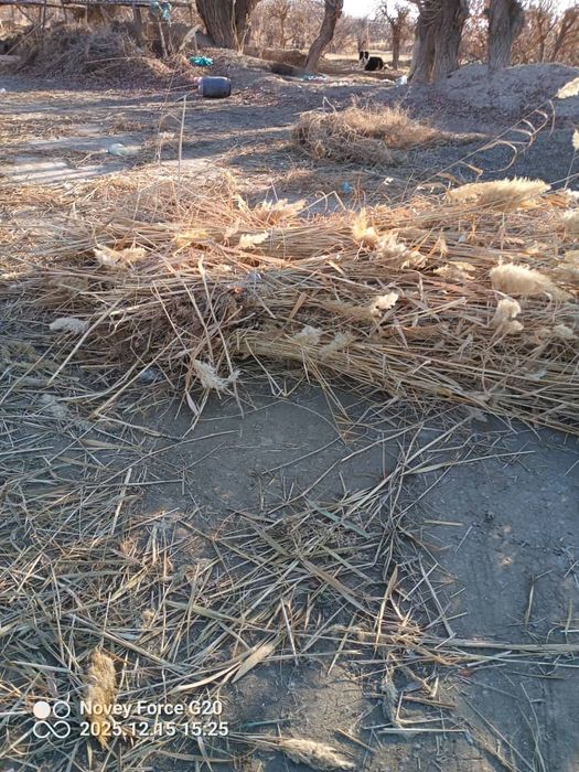 Камиш арзон нархда 10.000 сум