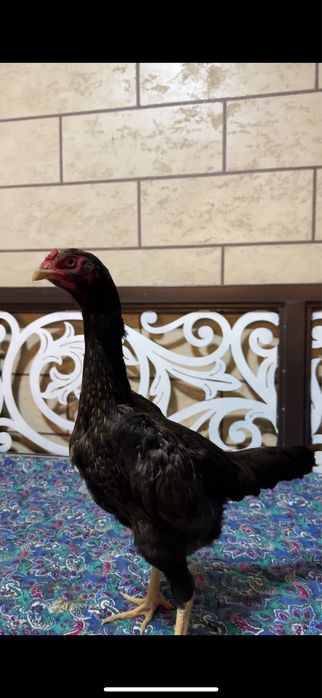 Дакан Китай-Кореец мекендер