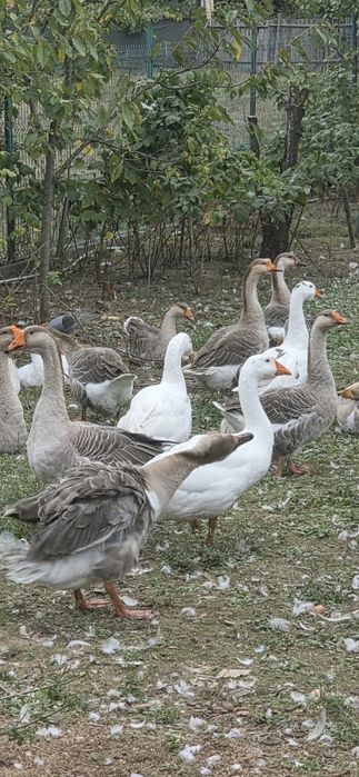 Gaste de vânzare zona Oituz/ Bacau