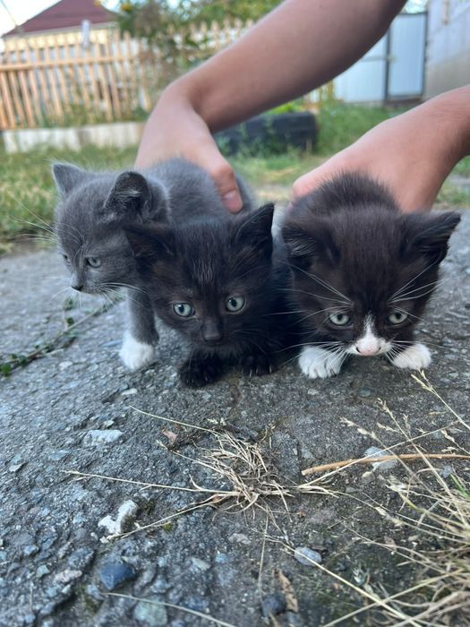 отдам котят в добрые руки ( 2 девочки, 1 мальчик ) породистые
