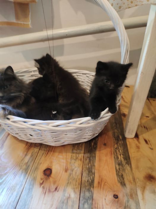 Котята три черных, два полосатых