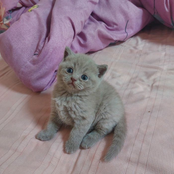 Котята шатландской пароды лиловый окрас открыта бронирование