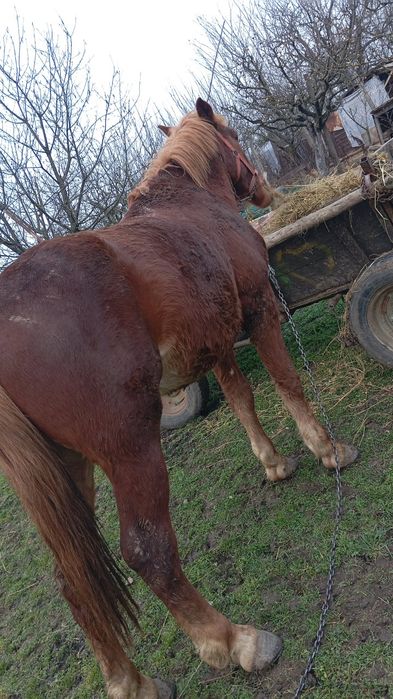 Vând cal castrat cuminte merge la căruță are trei ani