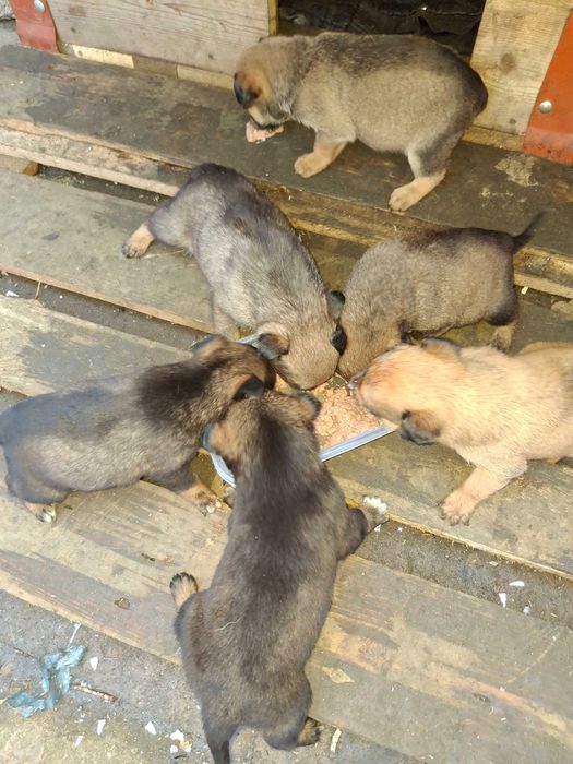 Donez catei metis talie mijlocie