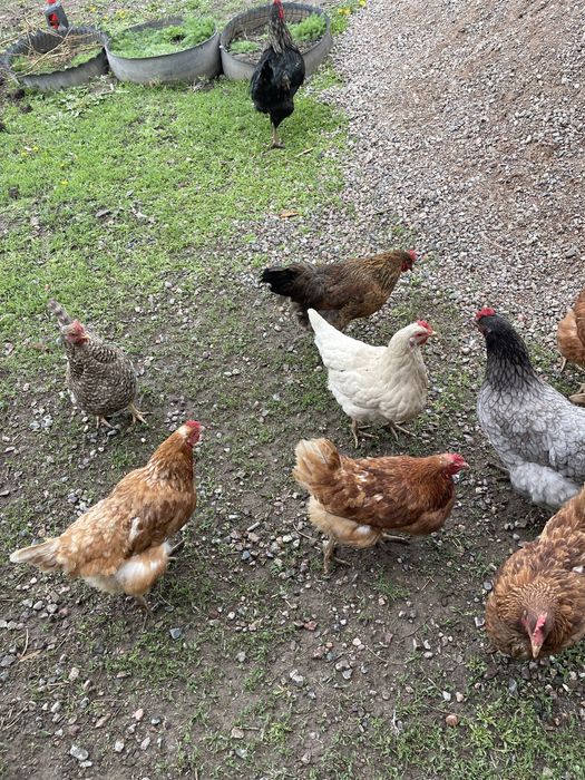 Үйдің тауықтары 5000 теңгеден.