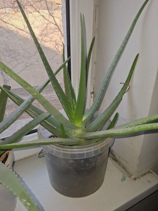 Комнатные растение