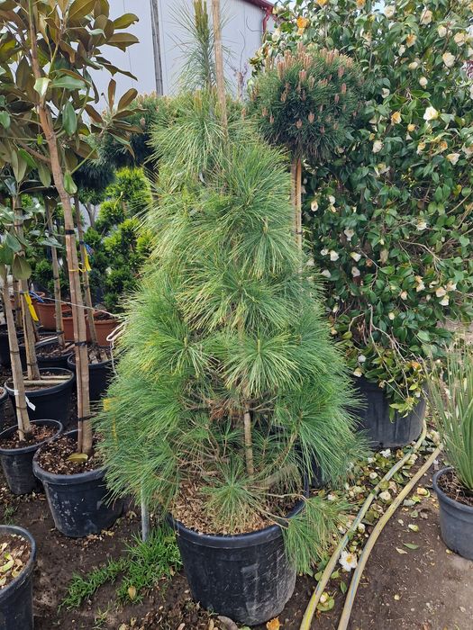 Plante ornamentale