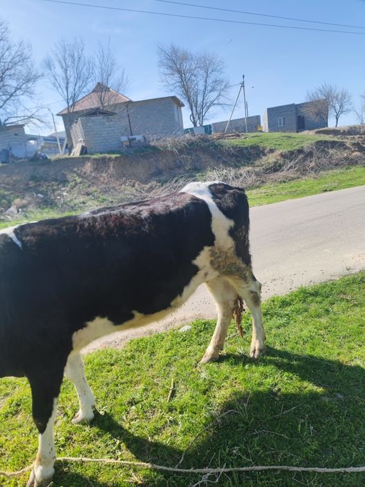 Тана сатылады 4інші тума