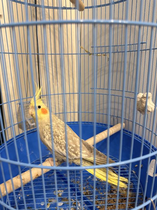 Продам попугая австрийского корелу