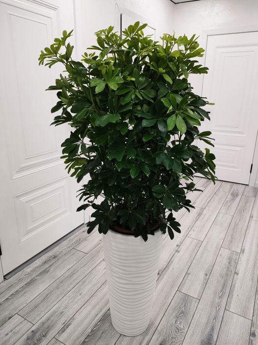 Комнатные цветы, доставка