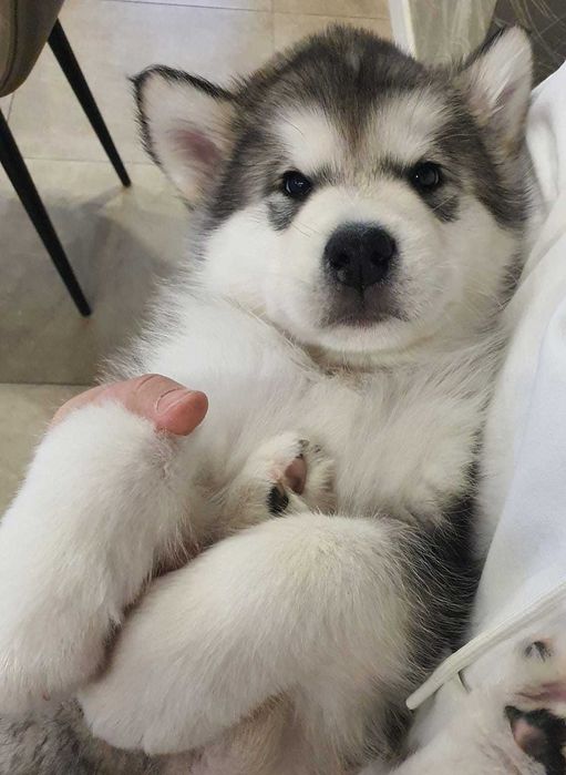 Pui Malamut de Alaska cu Pedigree - calitate exceptionala