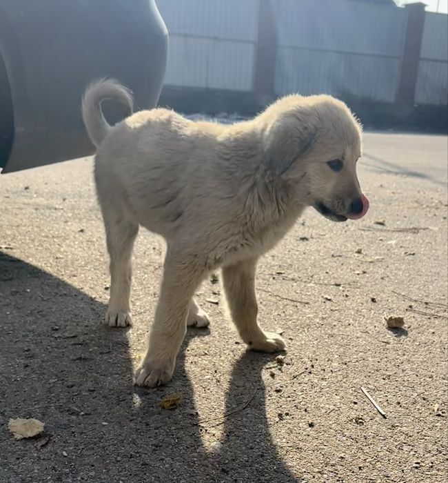 Отдам симпатичных щенков в добрые руки