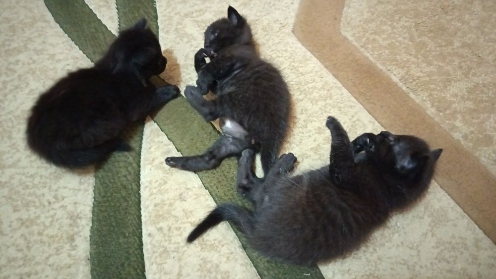Котята Бесплатно! Mushuklar Bepulga!